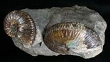 Hoploscaphities Comprimus Ammonite Double #6130-1